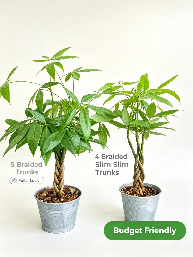 May include: Two Pachira aquatica plants in galvanized metal pots. The left plant features 5 braided trunks with the text 5 Braided Trunks Fuller Look. The right plant features 4 braided slim trunks with the text 4 Braided Slim Slim Trunks Budget Friendly.