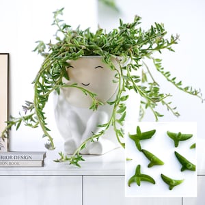 May include: A white ceramic planter shaped like a seated figure with a smiling face, containing a trailing green succulent plant. An inset shows several detached, pointed green succulent leaves arranged on a plain white surface.