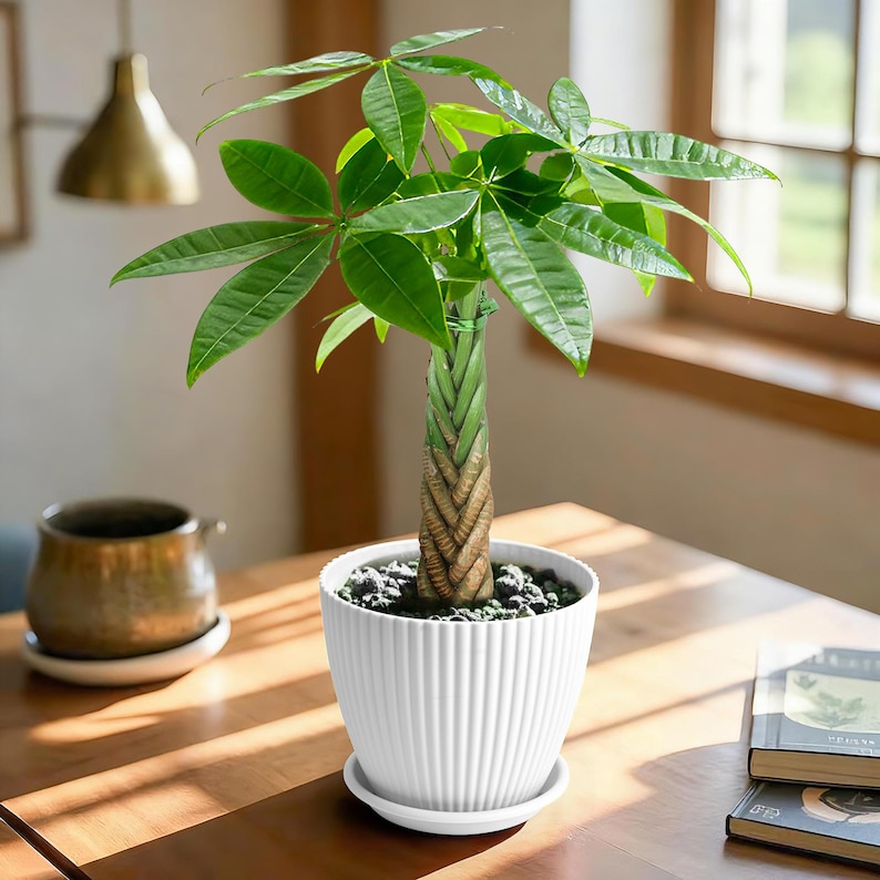 May include: A money tree plant with a braided trunk and vibrant green leaves potted in a white, vertically ribbed ceramic planter with a matching saucer. The soil surface is covered with small dark pebbles, and the plant stands upright.