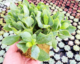 Handcrafted Succulent Kokedama, Live Ripple Jade Plant