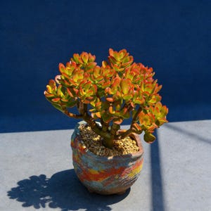 May include: A vibrant jade plant with green and red-tipped leaves sits in a colorful, textured ceramic pot. The pot features streaks of blue, orange, and yellow. The plant is in direct sunlight, casting a shadow.