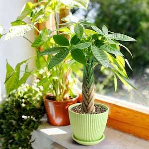 May include: A Pachira aquatica money tree with a braided trunk planted in a light green, vertically ribbed plastic pot. The plant features vibrant green, palm-like leaves and is filled with small, multi-colored decorative gravel stones.