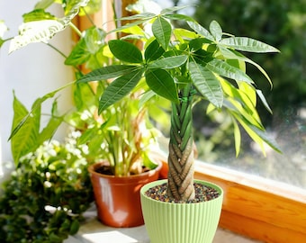 May include: A Pachira aquatica money tree with a braided trunk planted in a light green, vertically ribbed plastic pot. The plant features vibrant green, palm-like leaves and is filled with small, multi-colored decorative gravel stones.