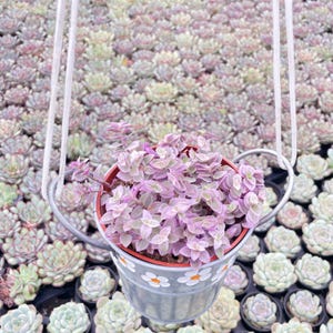 May include: A hanging metal planter with a daisy pattern holds a vibrant pink and green succulent plant. The planter is suspended by white rope against a backdrop of numerous succulents in various shades of green and purple.