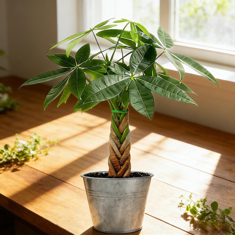 May include: A Pachira aquatica money tree with a braided trunk and glossy green palmate leaves. The plant is potted in a tapered, brushed silver metal bucket container. A thin green plastic tie secures the top of the braided trunk section.