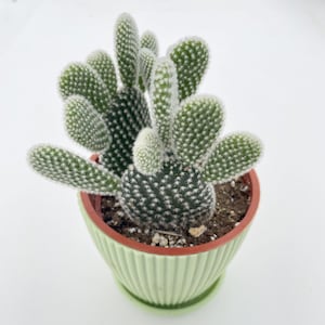 Cute Office Cactus - Etsy