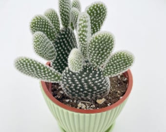 May include: A potted bunny ear cactus with green, paddle-shaped pads covered in white hairs. The cactus sits in a light green, ribbed ceramic pot with a matching saucer. The pot is filled with soil and small rocks.