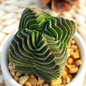 Crassula Buddha's Temple Live Succulent, 2" Pot,  4" Pot Home Decor Gift