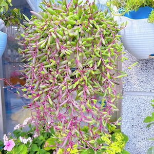 May include: A hanging plant featuring cascading stems with vibrant magenta-colored vines and small, elongated, light green succulent leaves. The plant is suspended by a silver metal chain, creating a dense, trailing display of foliage.
