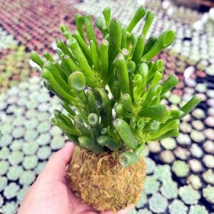 May include: A vibrant green succulent plant with cylindrical, finger-like leaves. The plant is potted in a round, moss-covered base. The background shows other plants, suggesting a nursery or garden setting.