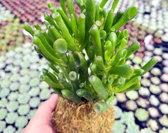 Handcrafted Gollum Succulent Kokedama Moss Ball, Live Plant