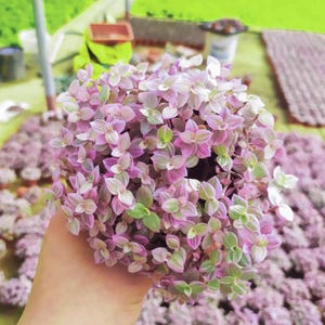 May include: A close-up of a Callisia repens plant, also known as a turtle vine, with small, round leaves. The leaves are a mix of pink, green, and white, creating a colorful display. The plant is held in a hand, with other plants in the background.