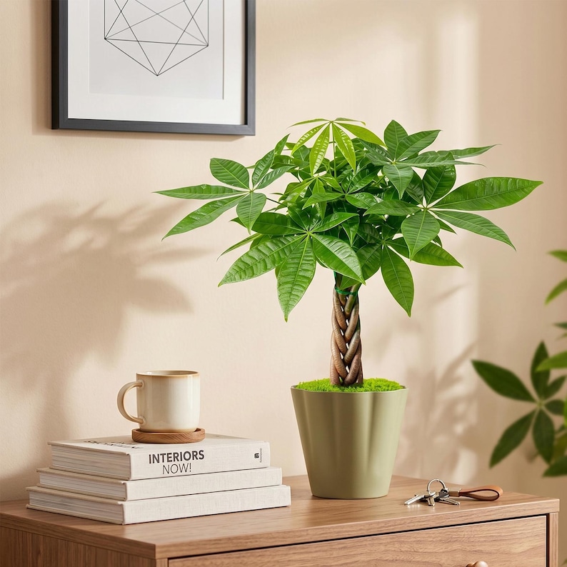 May include: A money tree plant with a braided trunk and vibrant green palm-like leaves, potted in a sage green fluted ceramic container. The plant sits next to a beige ceramic mug on a stack of three books labeled Interiors Now.