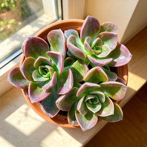 May include: A potted succulent plant featuring three distinct rosettes with fleshy, pointed leaves. The leaves display a gradient of colors, transitioning from deep green at the centers to dusty purple and pinkish hues along the outer edges.