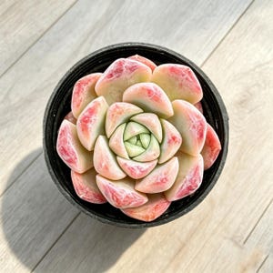 Live Succulent Plant Fully Rooted in 2" Pot Echeveria 'Rainsong'  Indoor Outdoor Decor Easy to Care
