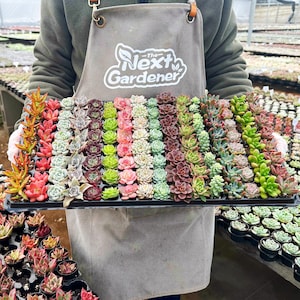 Live Succulent Plants, Plug Succulents for Starters, Various Varieties, Easy to Survive, Gift for Christmas, New Year, DIY Project