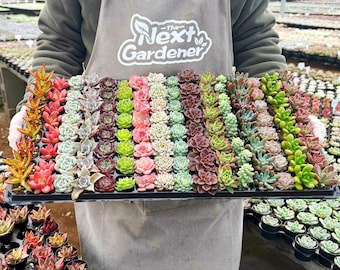 Live Succulent Plants, Plug Succulents for Starters, Various Varieties, Easy to Survive, Gift for Christmas, New Year, DIY Project