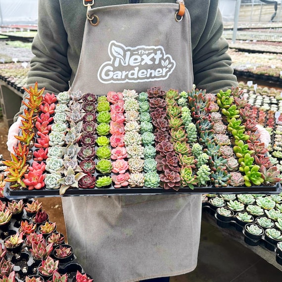 Live Succulent Plants, Plug Succulents for Starters, Various Varieties, Easy to Survive, Gift for Christmas, New Year, DIY Project
