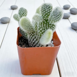 May include: A small, potted cactus with light green, fuzzy pads and white spines. The cactus is in a square, terracotta-colored pot, sitting on a white wooden surface. Several gray stones are scattered around the pot.