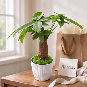 May include: A money tree plant with a thick brown trunk and green leaves in a white ribbed pot. The base of the plant is covered in bright green moss. A white card with the text Best Wishes is placed next to a brown paper gift bag.