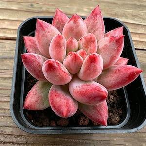 May include: A succulent plant with fleshy, red-tipped leaves arranged in a rosette shape. The plant is in a square black plastic pot, set against a wooden surface. The leaves transition from green to red.