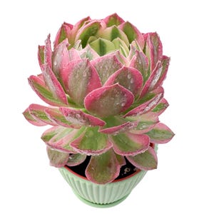 May include: A vibrant succulent plant with pink, green, and cream-colored leaves, displayed in a light green, ribbed ceramic pot. The plant has water droplets on its leaves, and the pot sits on a matching saucer. The plant is a colorful addition to any home.