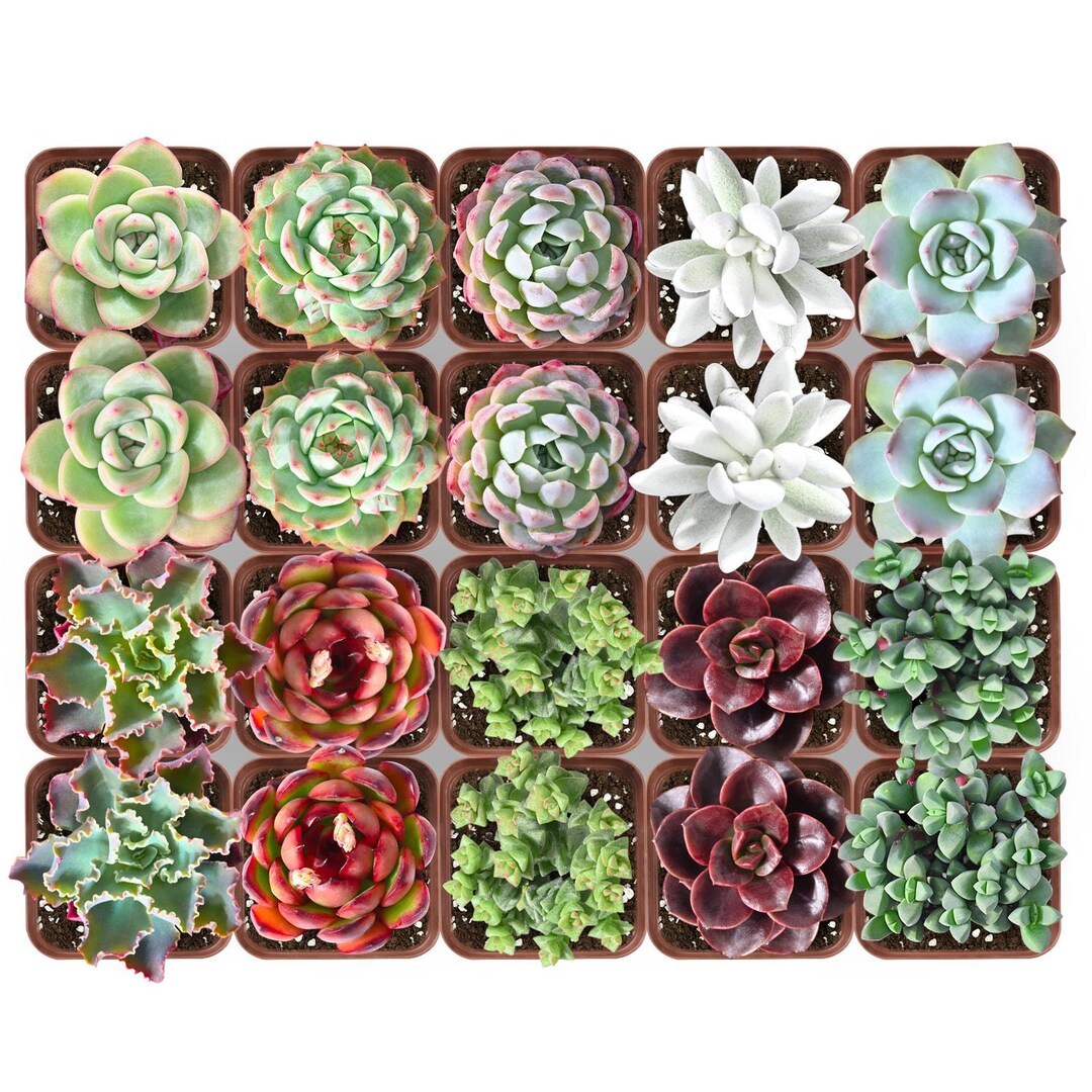 Live Succulents Plant – 20 Live Plants Bulk Bundle – Baby Shower ...
