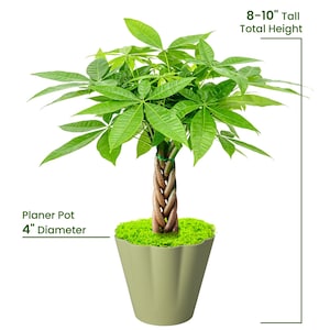 May include: A money tree plant with a braided trunk and vibrant green leaves, potted in a light olive green planter pot with a 4-inch diameter. The plant has a total height of 8-10 inches, with bright green moss covering the soil surface.