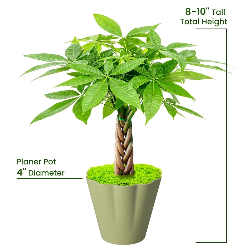 May include: A money tree plant with a braided trunk and vibrant green leaves, potted in a light olive green planter pot with a 4-inch diameter. The plant has a total height of 8-10 inches, with bright green moss covering the soil surface.
