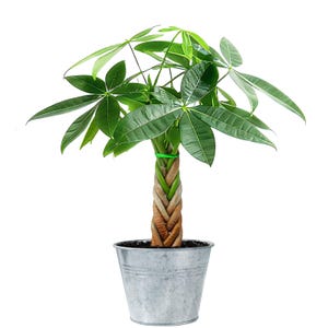 May include: A money tree plant with a braided trunk and vibrant green palm-like leaves, potted in a simple, tapered, galvanized metal bucket. The plant features a distinct woven stem structure secured with a thin green tie near the top.