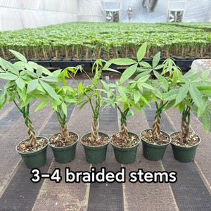 May include: Six small money tree plants in dark green plastic pots, each featuring 3-4 braided stems and vibrant green palmate leaves. The plants are arranged in a row, showcasing their twisted trunks and lush foliage against a greenhouse background.