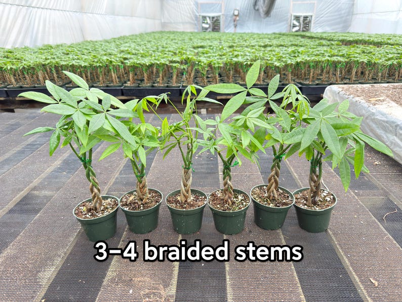 May include: Six small money tree plants in dark green plastic pots, each featuring 3-4 braided stems and vibrant green palmate leaves. The plants are arranged in a row, showcasing their twisted trunks and lush foliage against a greenhouse background.