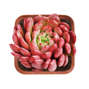 May include: A succulent plant with thick, fleshy, vibrant red leaves arranged in a dense rosette pattern, transitioning to a pale green center. The plant is potted in a square, brown plastic container filled with dark, textured potting soil.