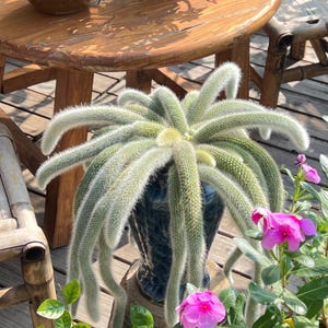 May include: A cascading cactus with long, segmented stems covered in white fuzz, planted in a dark blue ceramic pot. The plant is surrounded by green leaves and vibrant pink flowers, creating a striking contrast.