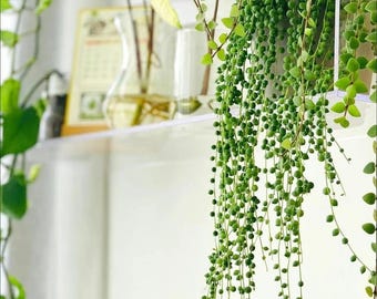 String of Pearls Live Trailing Succulent, Rare Hanging Plant, Home Office Decor,DIY Projects