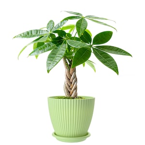 May include: A Pachira aquatica money tree plant with a braided trunk and vibrant green palm-like leaves, potted in a light green, vertically ribbed plastic planter with a matching circular saucer base, isolated against a plain white background.