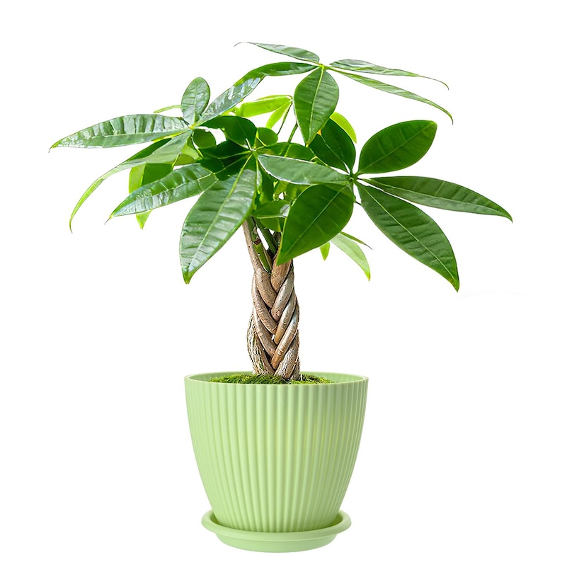 May include: A Pachira aquatica money tree plant with a braided trunk and vibrant green palm-like leaves, potted in a light green, vertically ribbed plastic planter with a matching circular saucer base, isolated against a plain white background.