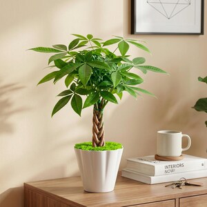May include: A money tree plant with a braided trunk and vibrant green palm-like leaves, potted in a white fluted ceramic container. The base of the plant is covered in bright green moss, and the plant sits upright in its decorative pot.