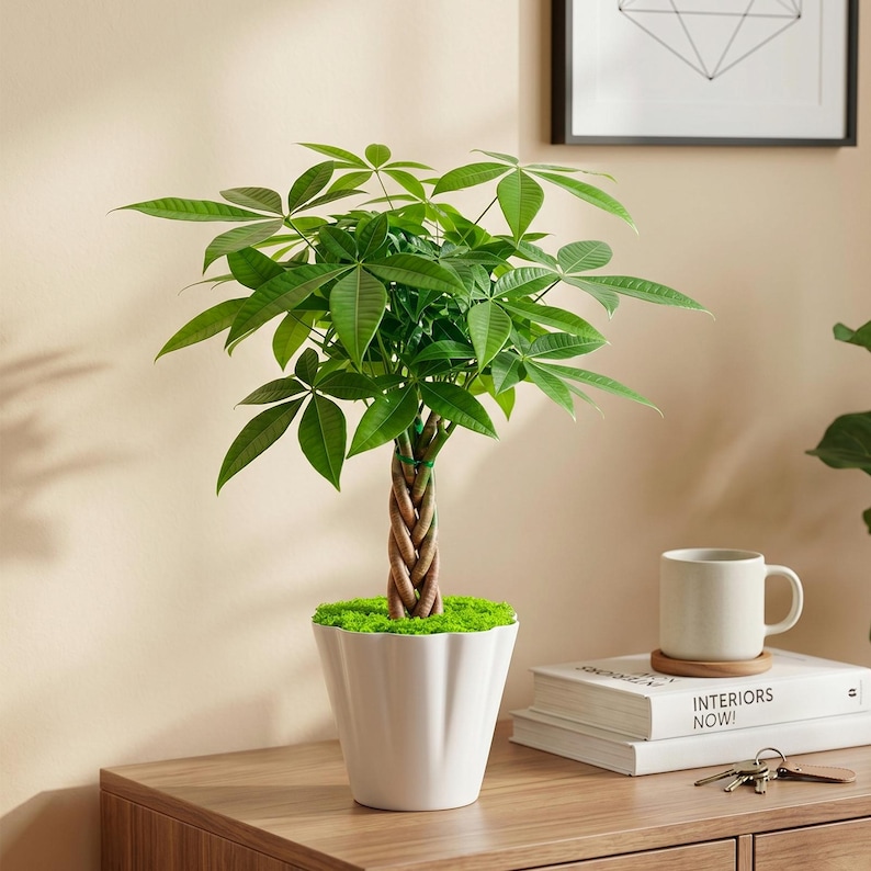 May include: A money tree plant with a braided trunk and vibrant green palm-like leaves, potted in a white fluted ceramic container. The base of the plant is covered in bright green moss, and the plant sits upright in its decorative pot.