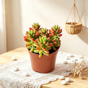 May include: A potted succulent plant with green and red leaves sits on a table. The plant is in a brown plastic pot. White stones and a hanging woven basket are also visible.