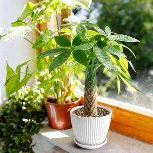 May include: A Money Tree plant with vibrant green leaves and a braided trunk sits in a white, ribbed pot. The pot is on a windowsill with other potted plants, creating a natural, indoor aesthetic. The background is a blurred view of greenery.