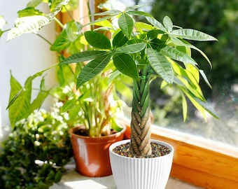 Braided Money Tree Live Plant, Pachira Aquatica, Easy Care Tropical Houseplant 8-12in