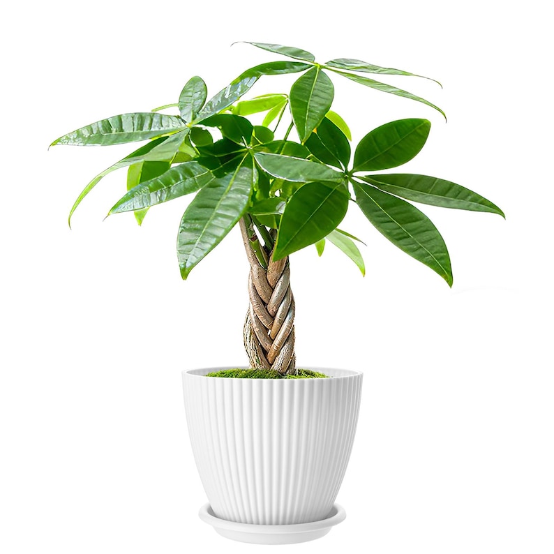 May include: A Pachira aquatica money tree plant with a braided brown trunk and vibrant green palm-like leaves. The plant is potted in a white, ribbed, cylindrical ceramic planter that sits on a matching white saucer against a white background.