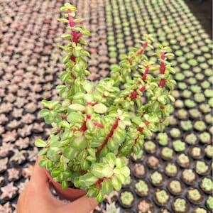 May include: A Portulacaria afra variegata succulent plant featuring bright magenta stems and small, rounded, variegated leaves with green centers and creamy white edges, potted in a small container held in a hand.