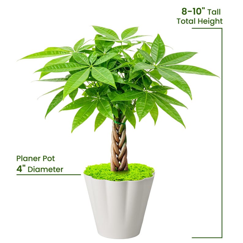 May include: A money tree plant with a braided trunk and vibrant green leaves, potted in a white fluted planter. Text indicates a total height of 8-10 inches and a planter pot diameter of 4 inches. The soil surface is covered in bright green moss.