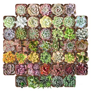 May include: A collection of various succulent plants arranged in a grid, featuring diverse shapes, textures, and colors including shades of green, pink, purple, yellow, and red, each planted in an individual square brown container.
