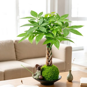 May include: A Pachira aquatica money tree with a braided trunk growing from a round, vibrant green moss ball. A small ceramic figurine of a person wearing a hat and holding a fishing rod sits beside the moss ball in a black shallow bowl.