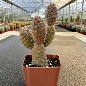 Pinecone Cactus - Etsy