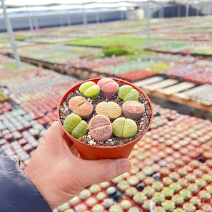 May include: A small terracotta-colored plastic pot containing multiple Lithops succulents. The plants are round, pebble-like, and feature various colors including shades of green, orange, pink, and tan with textured surfaces and a central fissure.