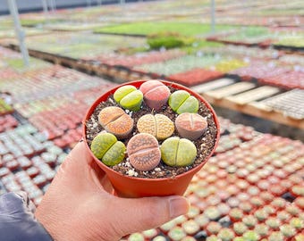 Living Stone Succulents 8-9 Lithops in 4" Pot Assorted Colors Rare EasyCarePlant Home Decor